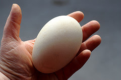 goose egg